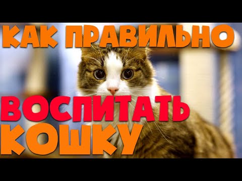 Как правильно наказывать кошку? | Как воспитать кошку?