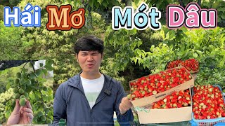 Unlimited Strawberry Picking, As Many As You Want. Go To The Neighbors House To Pick Japanese Ap...