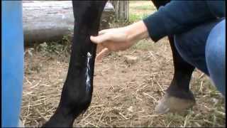 SuperWrap ElastoPlus 4