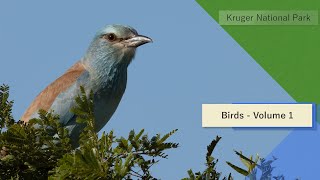 Download Lagu Birds of South Africa - Kruger National Park - Volume 1 MP3