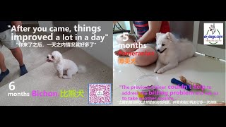 6 months Bichon 比熊犬 owner never train her oldest dog before, 5 months Pomeranian 博美犬 re-train again by Stanley Koh 53 views 3 months ago 6 minutes, 37 seconds