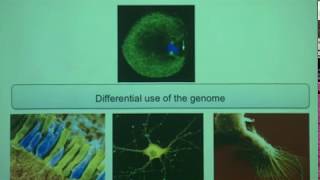 Combinatorial recognition of DNA by bZIP transcription factors