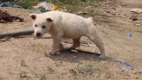 CHÓ BẢN MÔNG HOANG DÃ: Cộc trắng cái 50 ngày tuổi, chó cực khôn