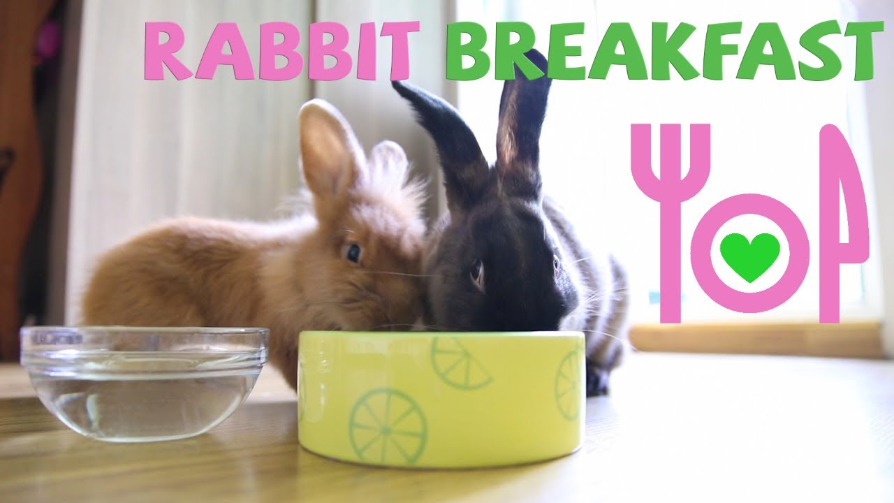 Lovely Rabbits Have A Breakfast! 🥣 YouTube