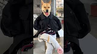 that craziest fashion model #funnydog #fashion 4
