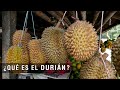 Qué es el Durián - TvAgro por Juan Gonzalo Angel Restrepo