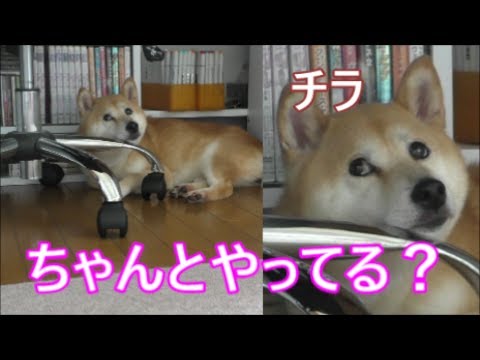 柴犬小春　【チラ見】椅子の脚をあごのせ台にして掃除を監視^^