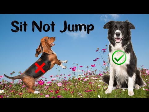 teaching-a-dog-not-to-jump---fast-sits--polite-greeting