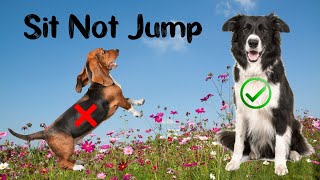 Teaching A Dog Not To Jump - Fast Sits- Polite Greeting