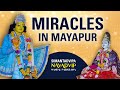 Miracles in mayapur  simantadvipa  episode 4  navadvipa mandal parikrama