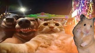 PETS MUNDI  BEST funny videos of ANIMALS  FUNNIEST moment of DOGS and CATS 2024 #35