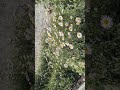 Rapperswil, Blumen