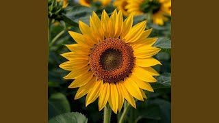 Download Lagu Sisa sisa cinta MP3