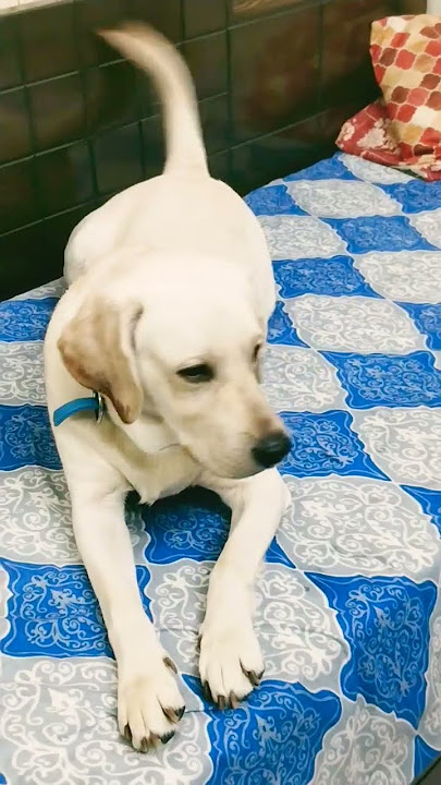 Download lagu #funny # #youtube #varel #videos