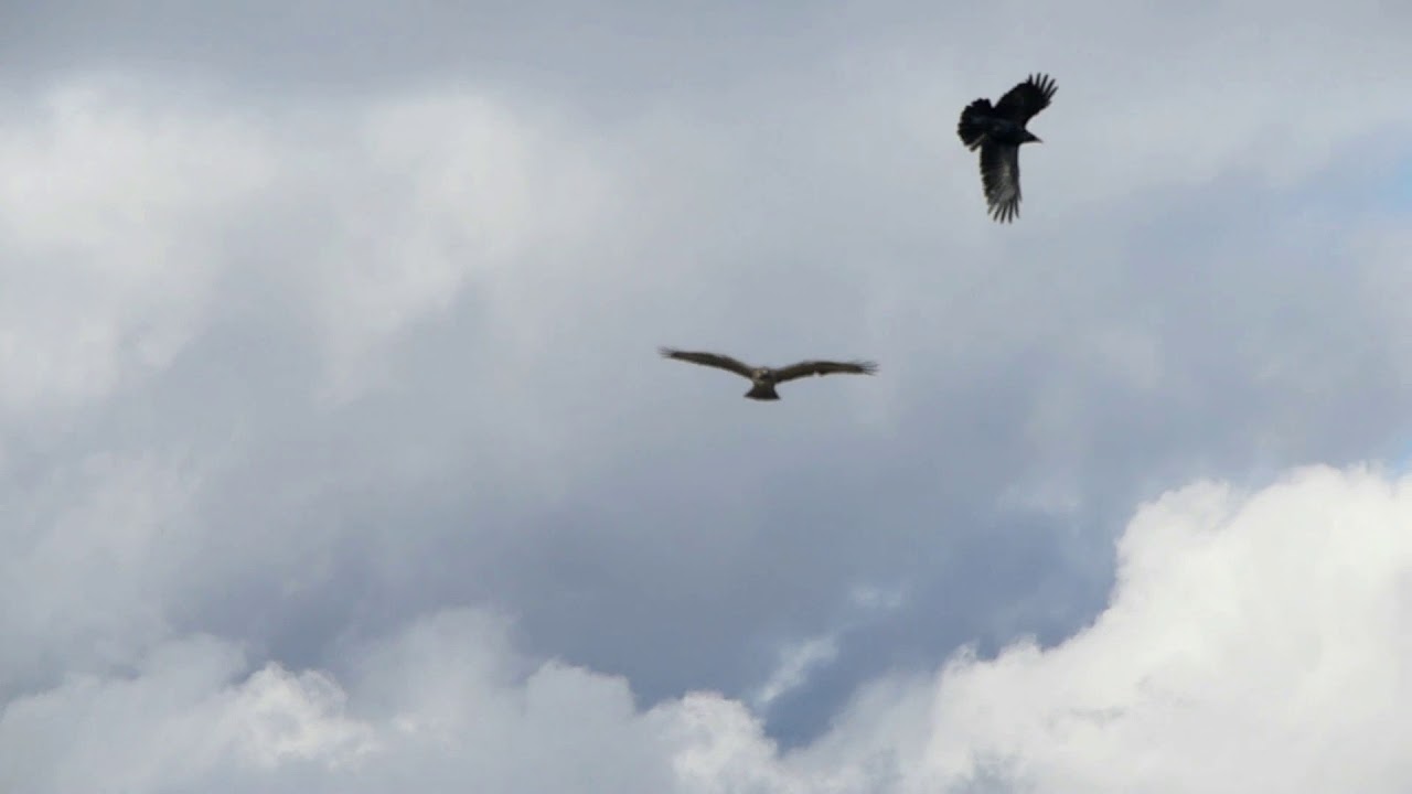 Two Carrion Crows Mobbing an Eastern Buzzard in Winter - YouTube
