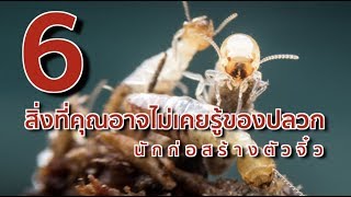 กําจัดปลวกให้สิ้นซากราคาถูกแบบง่ายๆตายจริงร้อย100%  ปลอดภัยไร้สารเคมีไม่ต้องเสียเงินจ้างสาคู channel