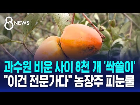 과수원 비운 사이 8천 개 '싹쓸이'…"이건 전문가다" 농장주 피눈물 / SBS 8뉴스