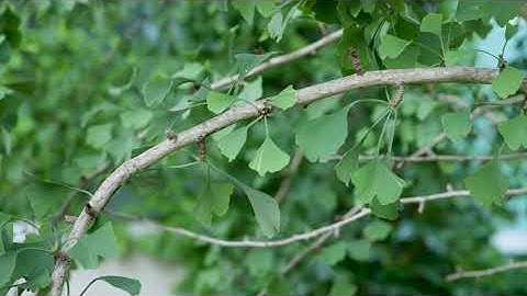 Ginkgo biloba  - Ginkgo, Maidenhair Tree