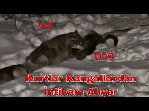 KURTLAR RESMEN KANGALLARA SAVAŞ İLAN ETMİŞ (İntikam)