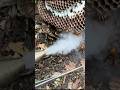 Smoke out giant hornets!