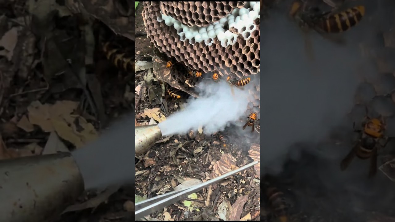 Smoke out giant hornets!