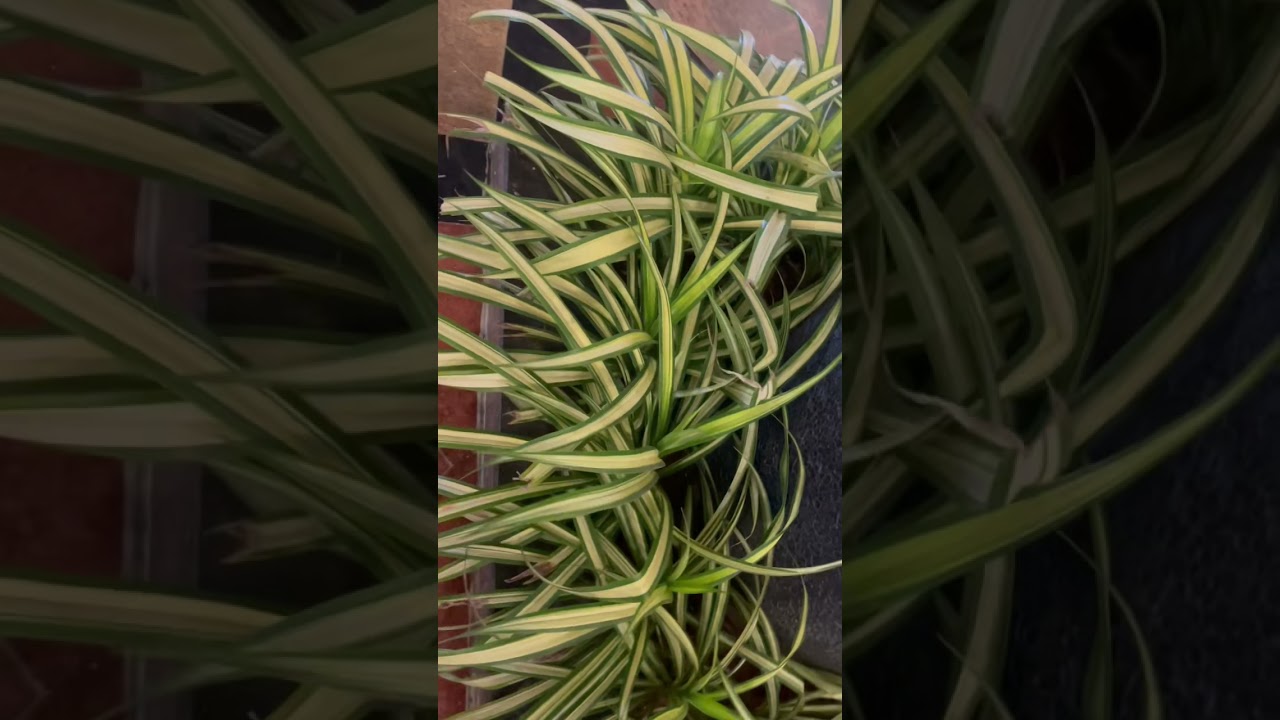 Pandanus Variegated (Golden) Plant Spider plant!! 🪴🪴 shorts 