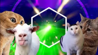 Cat Meme EDM【Full】