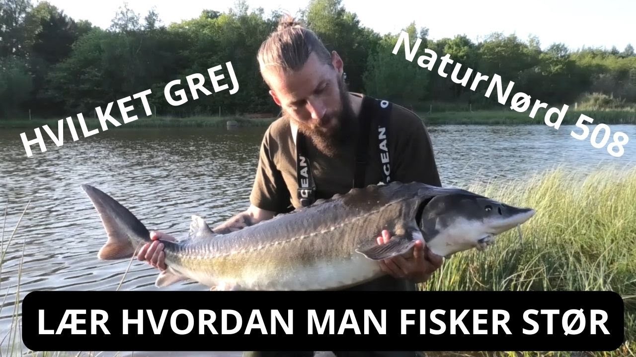 VIL DU HA KÆMPE STØR PÅ KROGEN - LÆR HVORDAN !!!!!