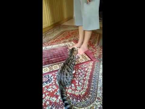 Namaz kılan amcayı rahat bırakmayan kedi