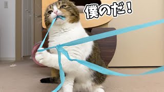 🐈猫が誕生日プレゼントに喜びすぎてこうなりました…笑【おまけ有】
