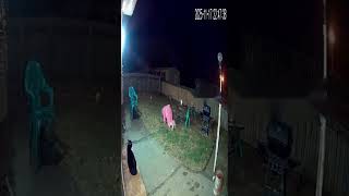 La Bruja del CCTV: Vuelo Fallido en el Patio Trasero