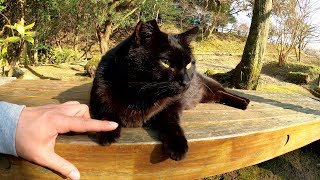 お腹を触っても怒らない！？温厚なぽっちゃり黒猫