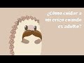 ¿Cómo cuidar a mi erizo cuando es adulto? | Erizoo México