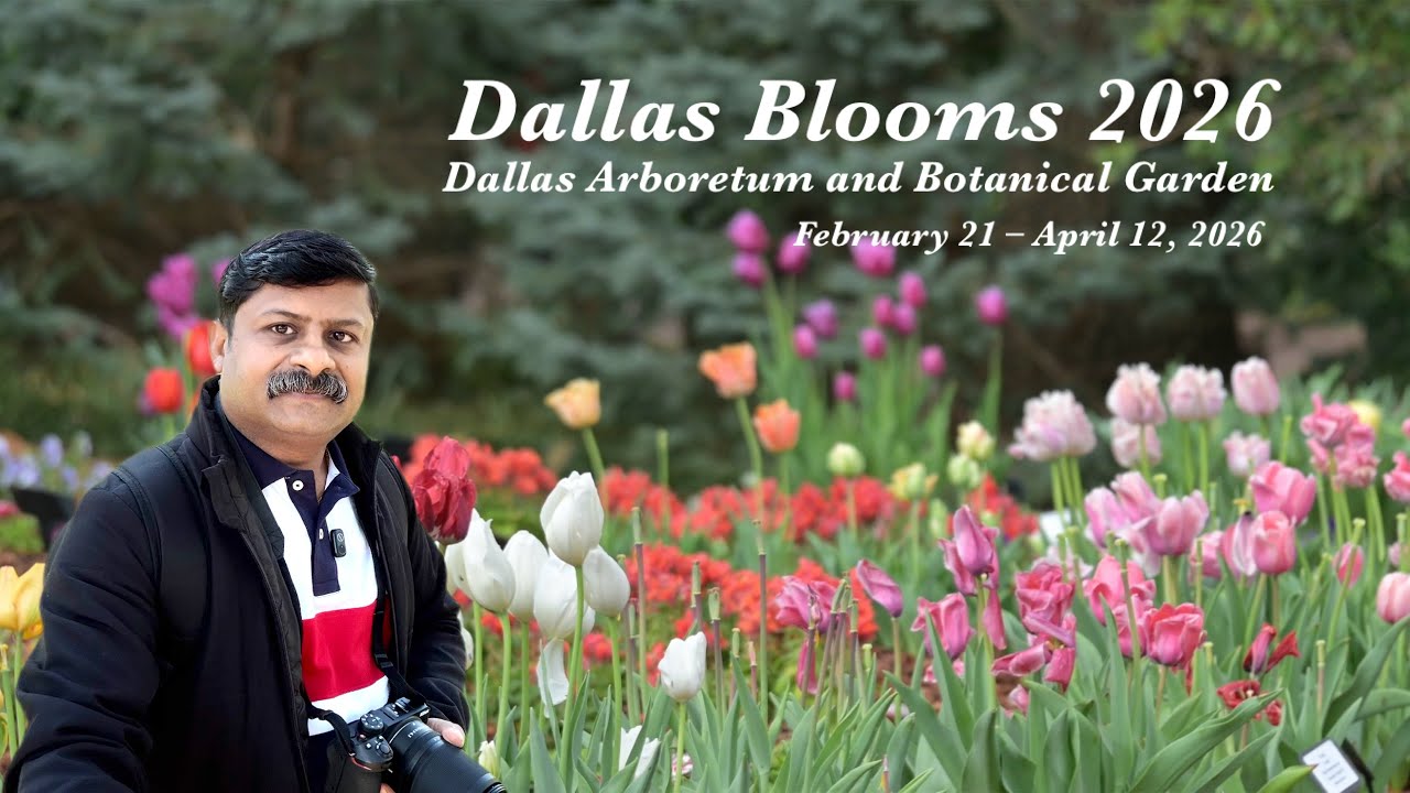 Dallas Blooms 2026🌷 | 500,000 Flowers at Dallas Arboretum and Botanical Garden | Spring in Dallas