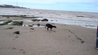 Greyhound Running On The Beach