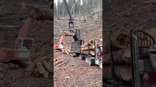 Cable Logging Crane at Work in Forestry – Log Loading Process #shorts
