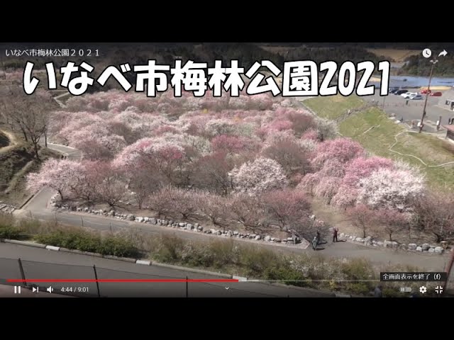 いなべ市梅林公園2021 Youtube いなべ市梅林公園2021 Youtube