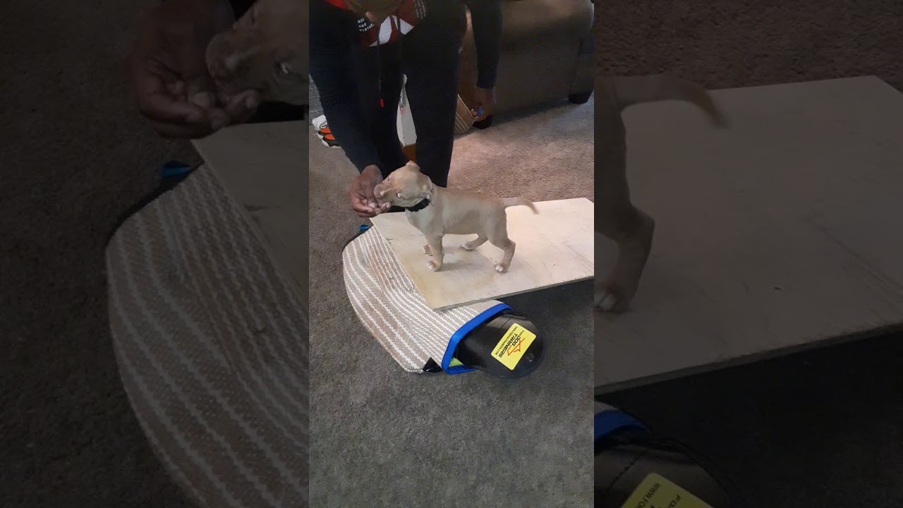 6 week old female pup Carmen first obedience Rebel x Gotti pup