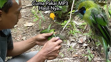 POIN CUCAK IJO || TANPA PIKAT CUMA PAKAI SUARA BURUNG RIBUT