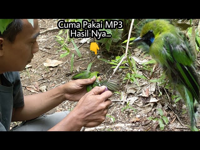 POIN CUCAK IJO || TANPA PIKAT CUMA PAKAI SUARA BURUNG RIBUT class=