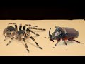 WHAT HAPPENS IF A BIG SPIDER SEES A RHINO BEETLE?