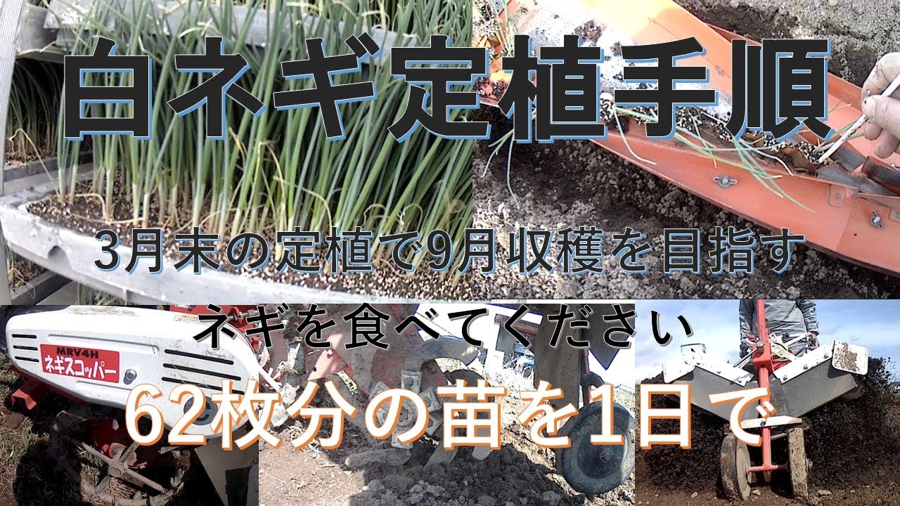白ネギ定植手順。1日で62枚分のネギ苗を畝立て→定植→土寄せを一人