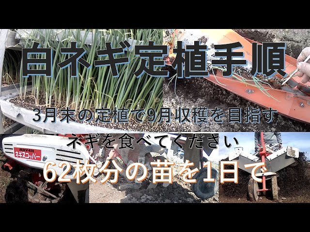 白ネギ定植手順。1日で62枚分のネギ苗を畝立て→定植→土寄せを一人