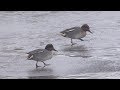 Bucharest - Common Teal (Anas crecca)