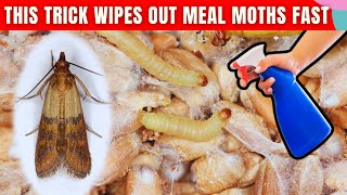 How to Stop Meal Moths from Ruining Your Food ✨ Easy & Effective Tricks