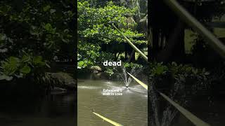 Ephesians 5 |  Word for Word Bible Music 📖🎵  #ephesians5  #biblemusic #christianmusic