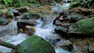 Fall Asleep Instantly With Relaxing Sounds Forest River,Lullaby, ASMR, Best Place To Relax