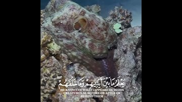 آية الكرسي ..اسلام صبحي #اسلام_صبحي #سورةالبقرة #آية_الكرسي