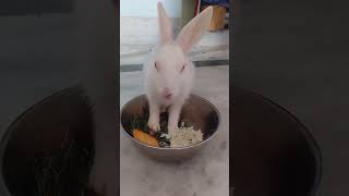 Dudhu piyenge hum to dudhu piyenge दुधु पिएंगे SS Rabbit zone, my pet is the best