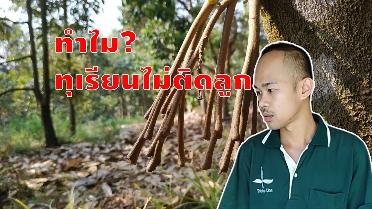 ทำไมทุเรียนไม่ติดลูก ?